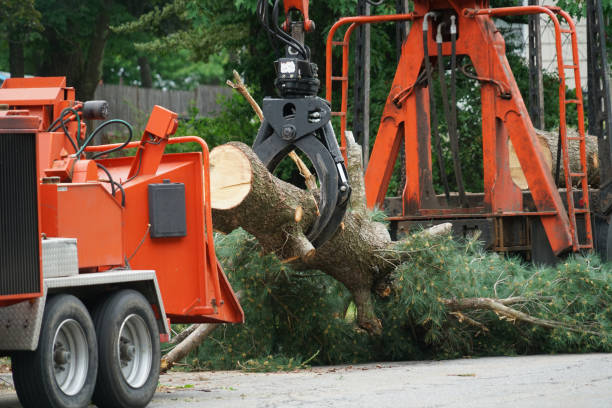 Best Seasonal Cleanup (Spring/Fall)  in East Williston, NY