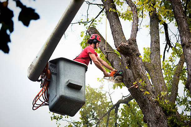 Best Tree Removal  in East Williston, NY