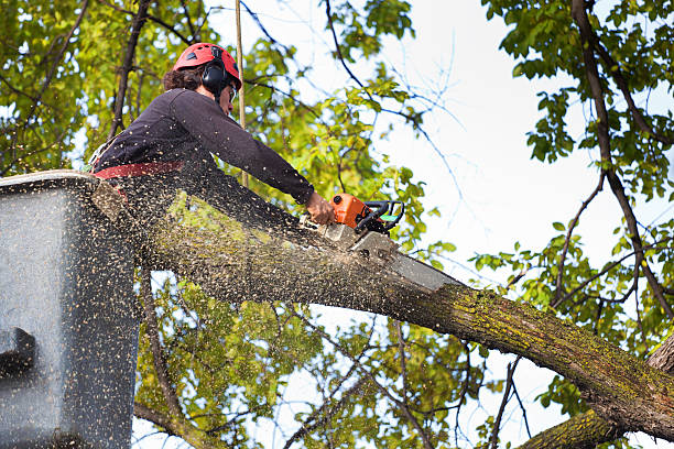 Professional Tree Removal in East Williston, NY